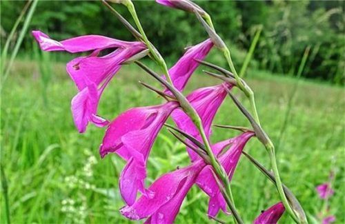 Die Sumpf-Gladiole (Gladiolus palustris) ist eine der stark gefährdeten Pflanzenarten auf den wenigen Moorwiesen im Landkreis Rosenheim.Foto re