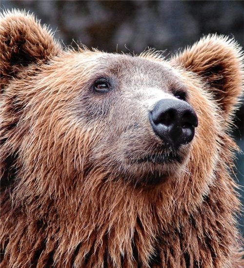 Ein Braunbär (Symbolbild) versetzte in Breitenbach/Tirol eine Reiterin in Angst und Schrecken. Foto Pexels by Pixabay