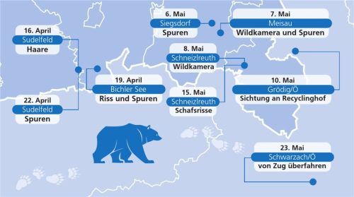 Einen Monat und sieben Tage durch vier bayerische Landkreise ins Salzburger Land: So lange dauerte die Wanderung des Bären vom Mangfalltal im Frühjahr 2023. Nahe Schwarzach in Österreich wurde er vom Zug angefahren.Klinger