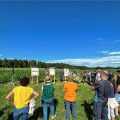 Viel Geduld lohnt beim gewässerschonenden Maisanbau