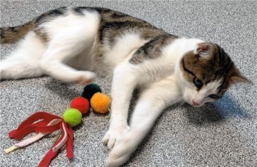 Kater Amadeus wartet auf seine Schmuseeinheiten. Foto re