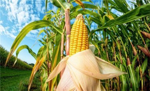 Mais wächst auf einem Feld. Foto dpa