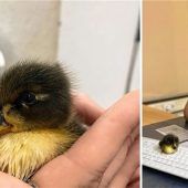 Flauschige „Verhaftung“ mitten in der Nacht