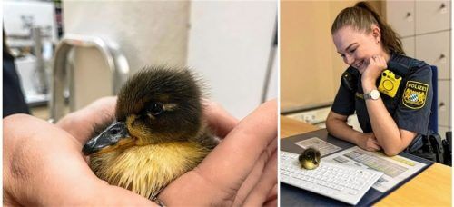 Nach der Rettung wurde „Hubert“ von Polizistin Sabrina Grill versorgt. Foto PP Oberbayern Süd