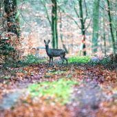 Mehr Respekt vor Wildtieren