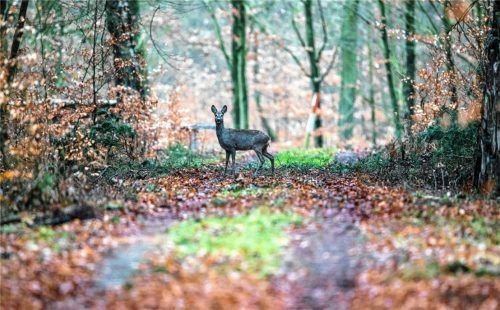 Rehe werden von Wanderern oft aufgeschreckt, was für sie eine enorme Belastung ist. Foto dpa