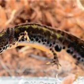 Seltenen Bergmolch nachgewiesen