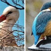 „Grüner Engel“ von Rosenheim