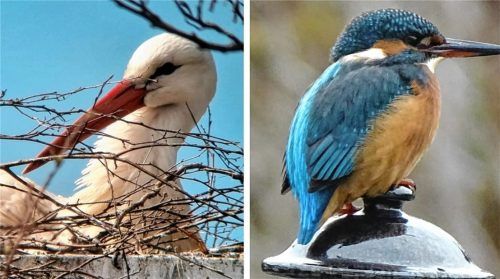 Viele Projekte ging Katharina Schlegl-Kofler in den vergangenen Jahren an. Besondere Anliegen waren für die Naturschutzwächterin Störche und Eisvögel. Fotos Schlegl-Kofler/Obermayer