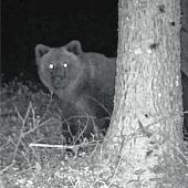 Bär aus Oberaudorf bleibt der große Unbekannte