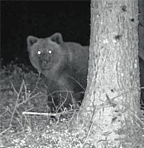 Erst tappte er in Siegsdorf in eine Fotofalle, dann riss er im Berchtesgadener Land zwei Schafe. Wie sich herausstellte, wurde vermutlich dieser Bär eine Woche später, am 23. Mai, im Salzburger Land vom Zug erfasst. Es war wohl der Bär von Oberaudorf. Foto privat