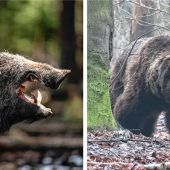 Ein Bär in Stephanskirchen?