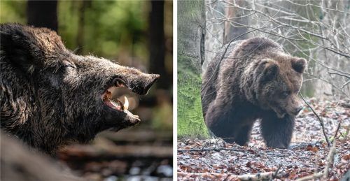 War‘s ein Bär? Oder doch ein Wildschwein? Victoria von Lengerke hat in Stephanskirchen ein Tier beobachtet, das ihrer Meinung nach ein Bär gewesen sein könnte. Foto dpa/dpa