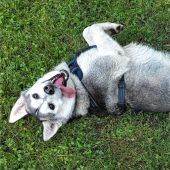 Fundhund sucht geduldige Familie