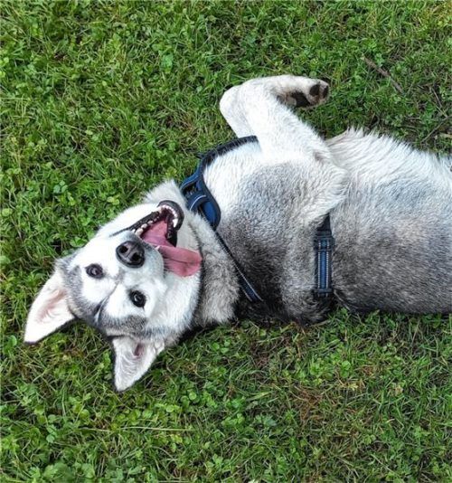 Yeti braucht huskyerfahrene Menschen, die seine Liebe zur Natur teilen. Foto re