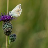 Bayerns Schmetterlinge in Bedrängnis