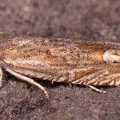 Manche Arten leben nur noch an einem Ort