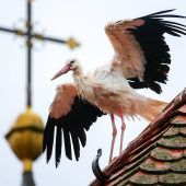 Großeinsatz auf Bauernhof Bub (4) setzt  Keller in Brand Storch übernachtet bei der Polizei Senior verursacht mehrere Unfälle Dreijähriger von  Transporter erfasst