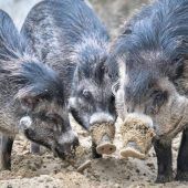 Großer Sachschaden bei Küchenbrand Saustark: Spenden für Pustelschweine Busumleitungen in Moosach