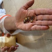 Die Hollerfeen von Bad Tölz