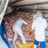 Waldbrand bei Oberammergau Laster mit 21 Tonnen Fleisch kippt um