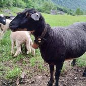 Ein Halsband gegen den Wolf