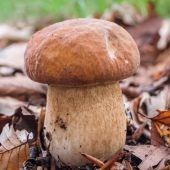 Ingolstadt: Seniorin vergewaltigt Bauern ernten mehr Getreide als 2022 Viele Wildpilze weiter radioaktiv belastet