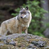FDP macht Druck beim Wolf