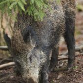 Das Cäsium im Wildschwein