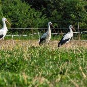 Storchenschar verweilt auf Pferdeweide