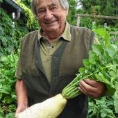 Franz Dassow erntet Riesen-Radi