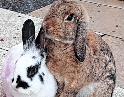 Allegro und Smilla warten auf ein liebevolles Zuhause. Foto re