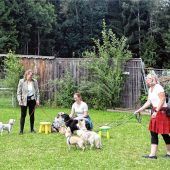 Tierschutzverein kämpft um jeden Cent