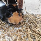 Meerschweinchen Hermineist tatsächlich ein Herbert