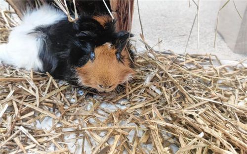 Der kleine Herbi sucht neue Freunde – man kann ihn im Tierheim Rosenheim kennenlernen. Foto re