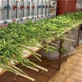 144 Hanfpflanzen sichergestellt