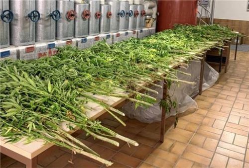 Die in Chieming gefundenen Marihuana-Pflanzen hatten eine Höhe von bis zu einem Meter. Foto Polizeipräsidium Oberbayern Süd