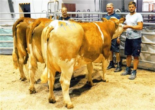 Die Jungkühe der Wertklasse 1 des Augustmarkts präsentierten (von links) Hans Schederecker aus Zelln, Schnaitsee, Martin Gramsamer aus Weilham, Tittmoning, und Tobias Perschl aus Oberhafing, Palling.Foto re