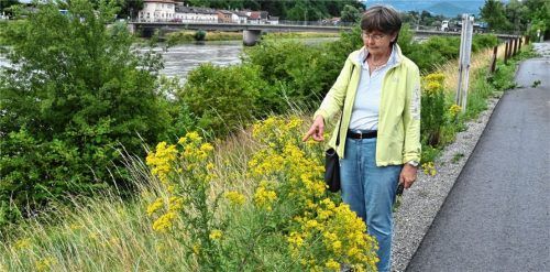 Die Rosenheimerin Irmgard Baumgartner warnt die Bürger vor dem gefährlichen Jakobskreuzkraut, das unter anderem am Mangfalldamm wächst. Foto Schlecker