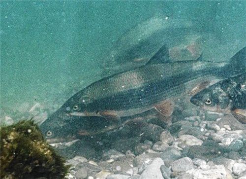 Ein Bild von der Nase: Dieser Fisch aus der Familie der Karpfen gibt dem Nasenbach in Soyen seinen Namen. Foto Hartl