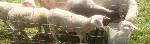 Ein Eimer mit Wasser dient den beiden Mutterschafen und vier Lämmern auf einer Wiese in Bad Endorf als Trinkquelle. Foto Re