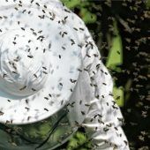 Tausende Bienen sorgen für Polizeieinsatz