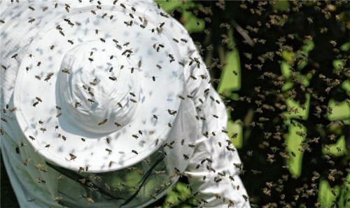 Ein Imker musste die Waben am Grüngutcontainer in der Schlößlstraße bergen.Fotos dpa
