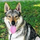 Hund von Polizei gerettet