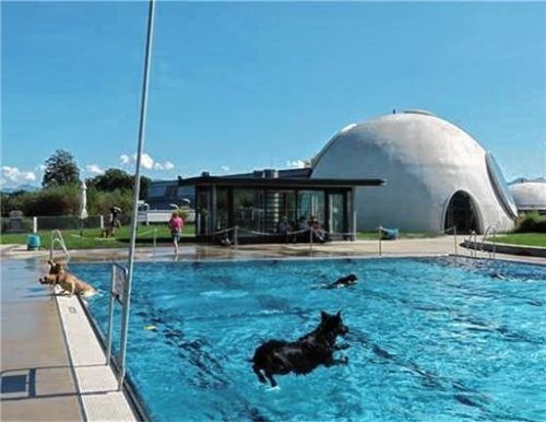 Hechtsprung ins Wasser: Der Hundebadetag ist für die Vierbeiner eine wahre Freude.Foto Archiv Baumann