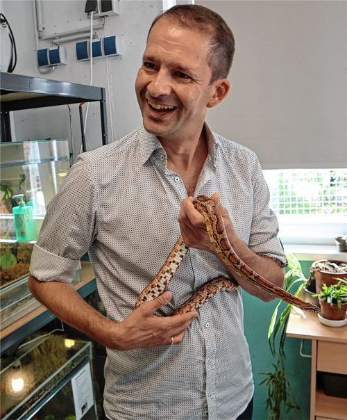 Keine Angst vor Schlangen: Oberbürgermeister Andreas März hielt Kornnatter „Korni“ in den Armen, eine von mehreren Schlangen, die derzeit im Tierheim sind. Fotos Stache