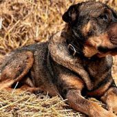 Sein Vermögen für Tiere in Not eingebracht