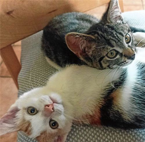 Nala und Lilo sind unzertrennlich. Foto re