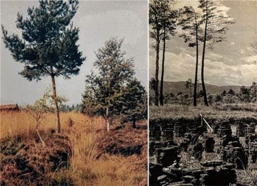 Nichts als Hochmoor war um 1930 im Norden Kolbermoors. Die Siedler mussten das ganze Gelände trockenlegen und den Torf abbauen, ehe sie ihre Baugruben ausheben und das Ödland in fruchtbare Gärten verwandeln konnten. Foto Chronik des Siedlungsvereins