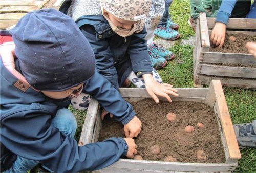 Tatkräftig beim Kartoffelpflanzen dabei sind auch die Erstklässler der Grundschule Söchtenau. Foto OGV